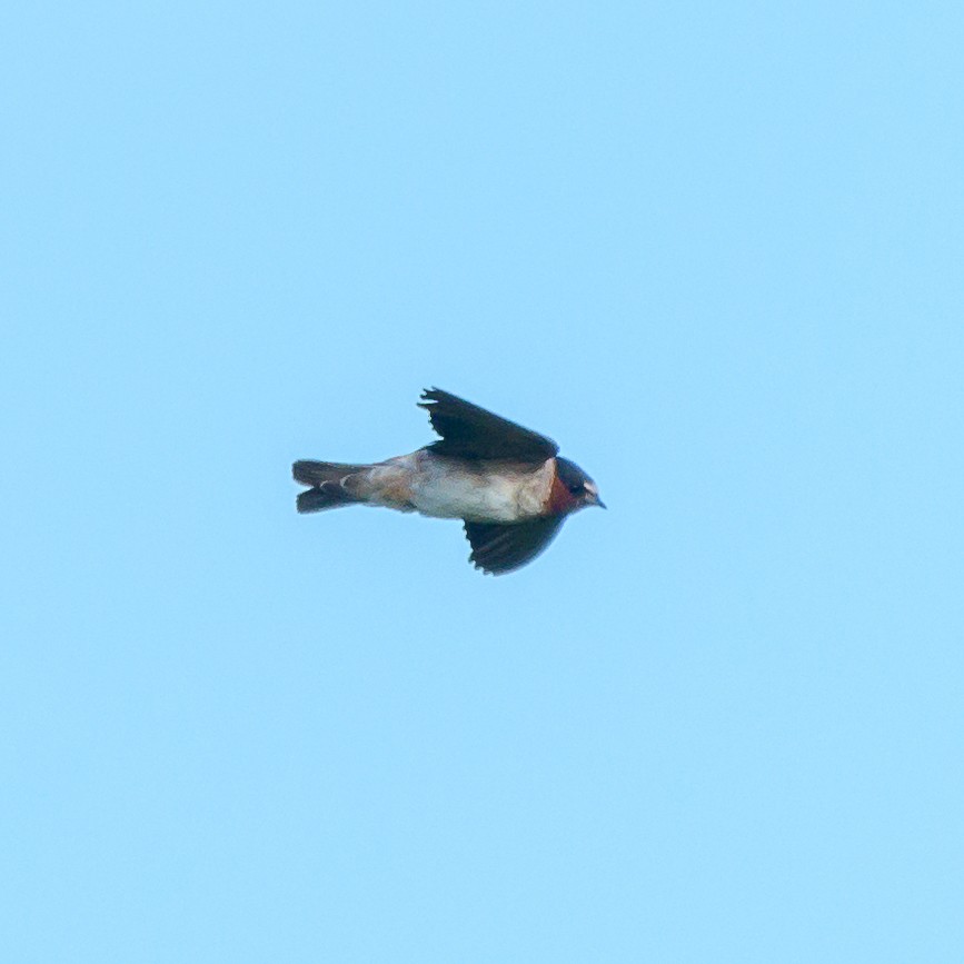 Cliff Swallow - ML394376441