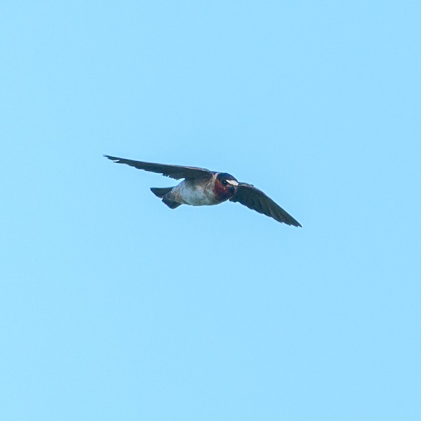 Cliff Swallow - Carlos Rossello