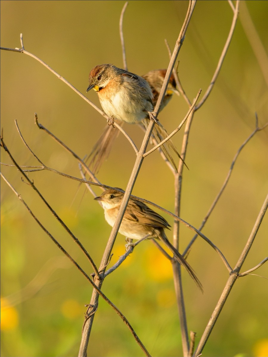 Chotoy Spinetail - Carlos Rossello