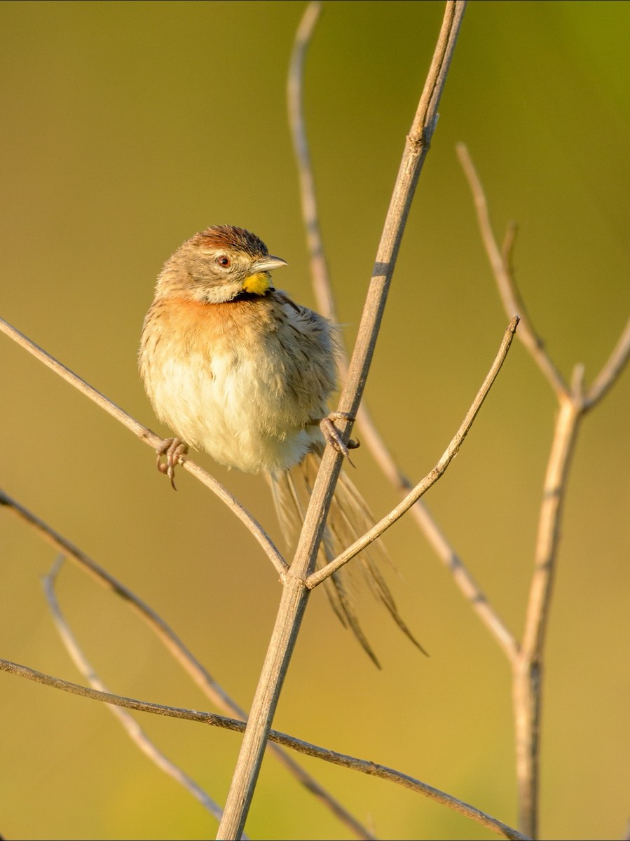 Chotoy Spinetail - Carlos Rossello