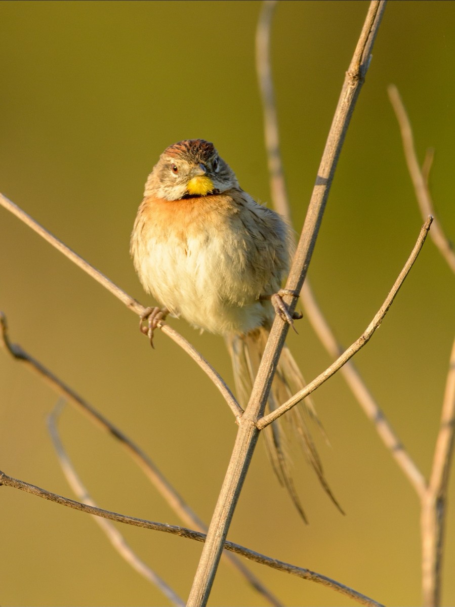 Chotoy Spinetail - Carlos Rossello