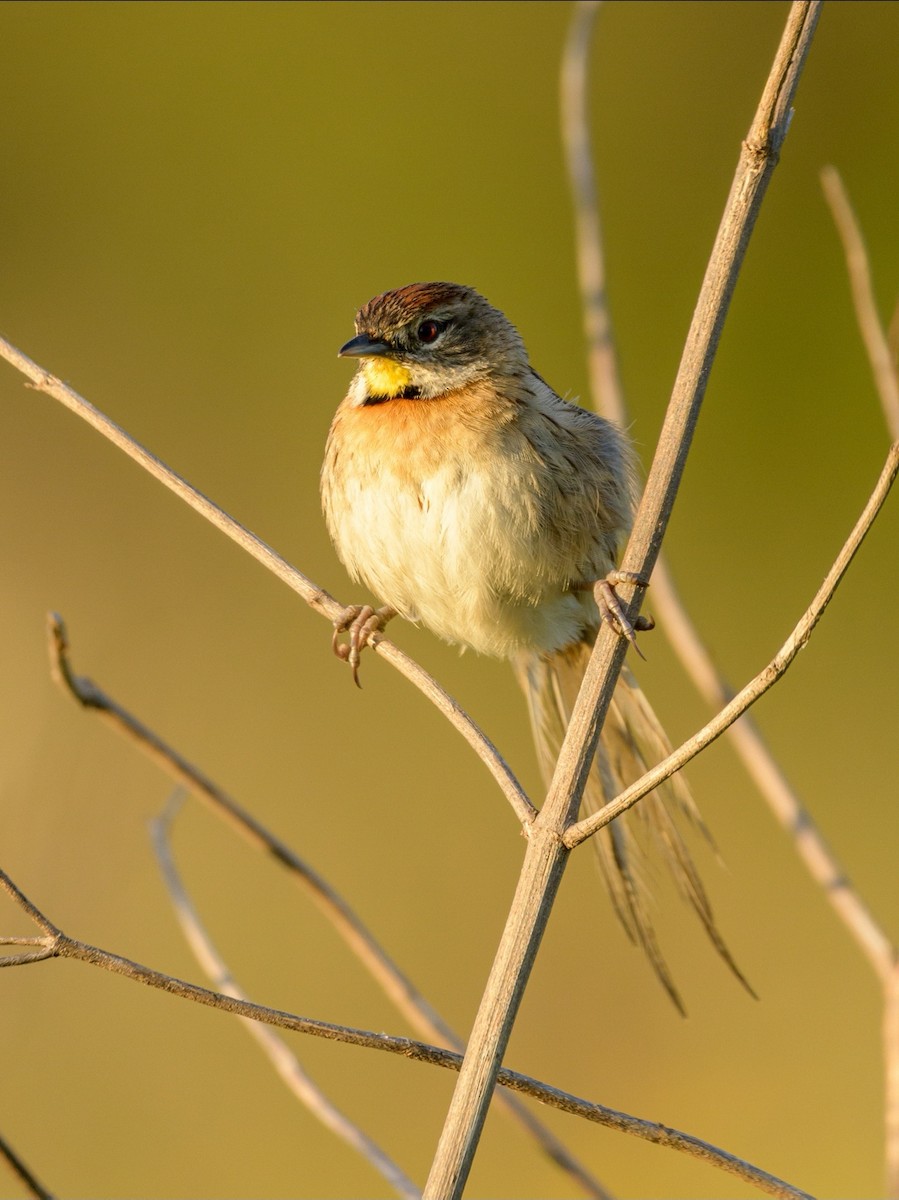 Chotoy Spinetail - Carlos Rossello