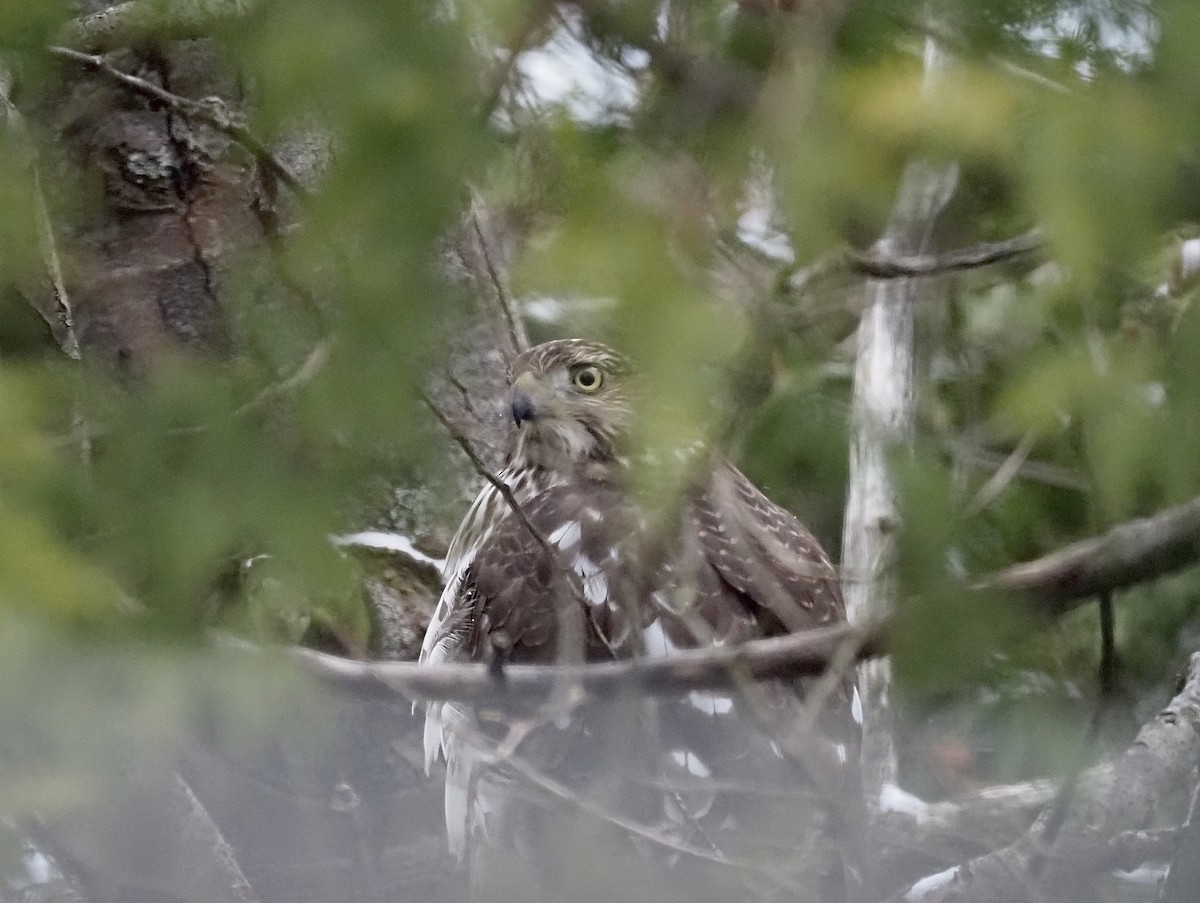 Cooper's Hawk - ML394377401