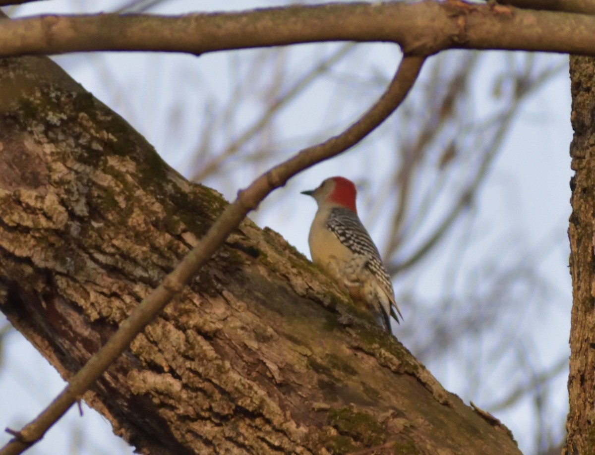 Red-bellied Woodpecker - ML394378051