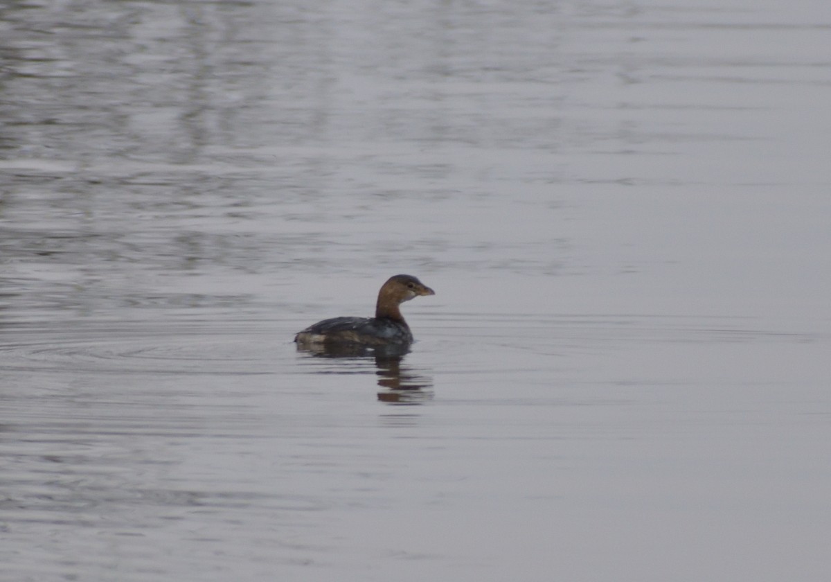 Pied-billed Grebe - ML394378121