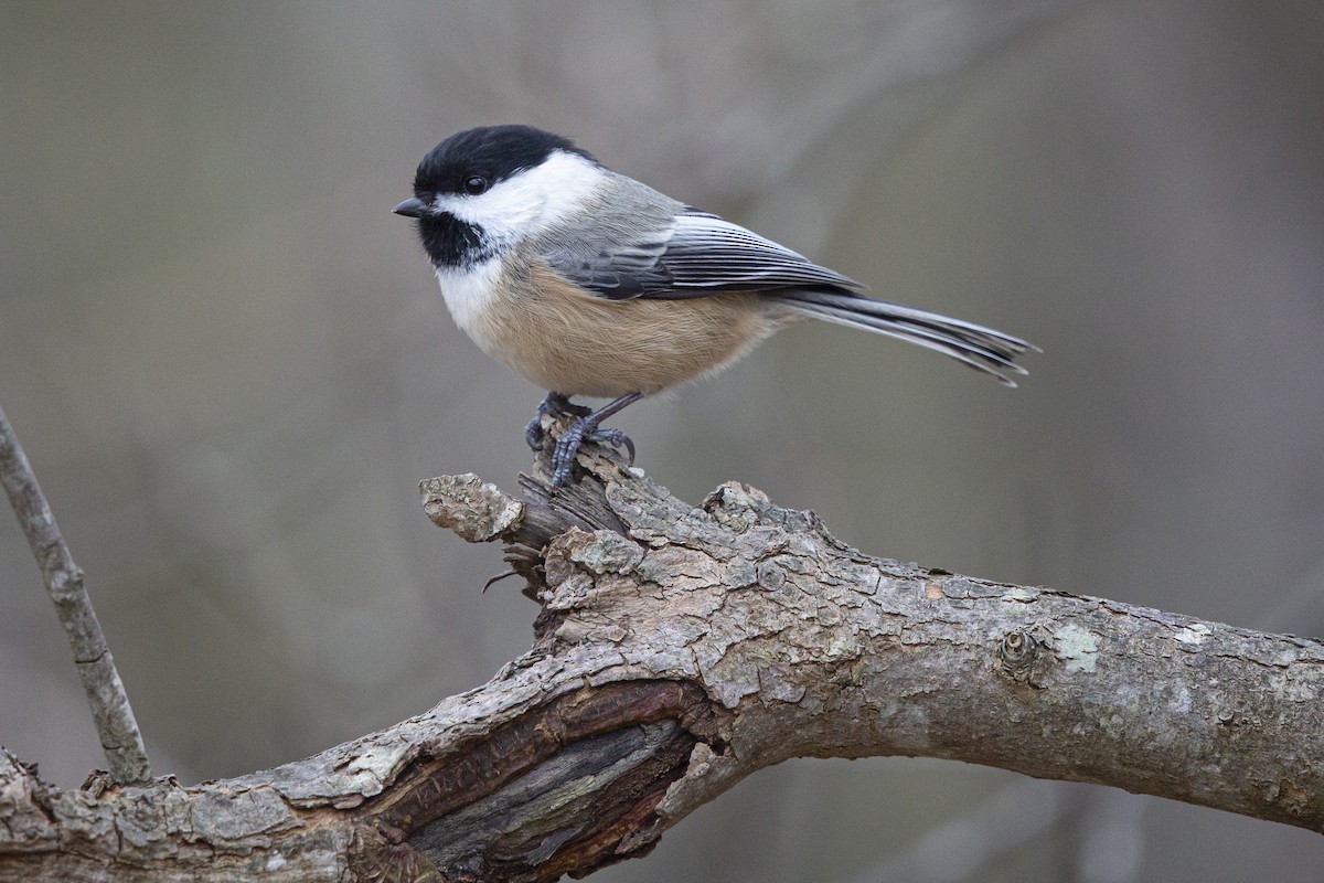 Black-capped Chickadee - ML394378841