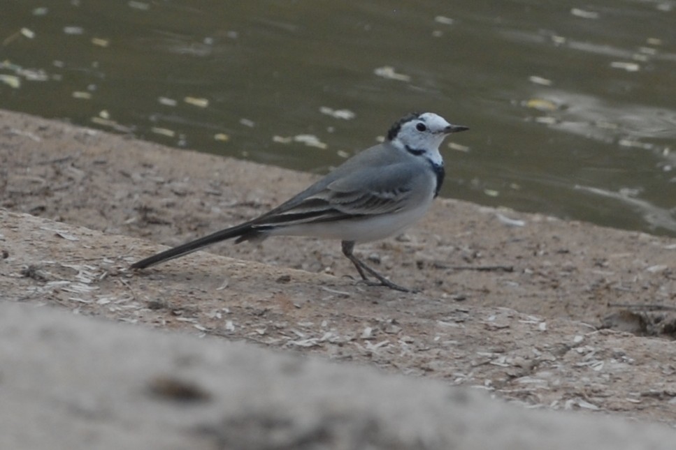 White Wagtail - ML394379261