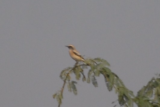 Desert Wheatear - ML394380521