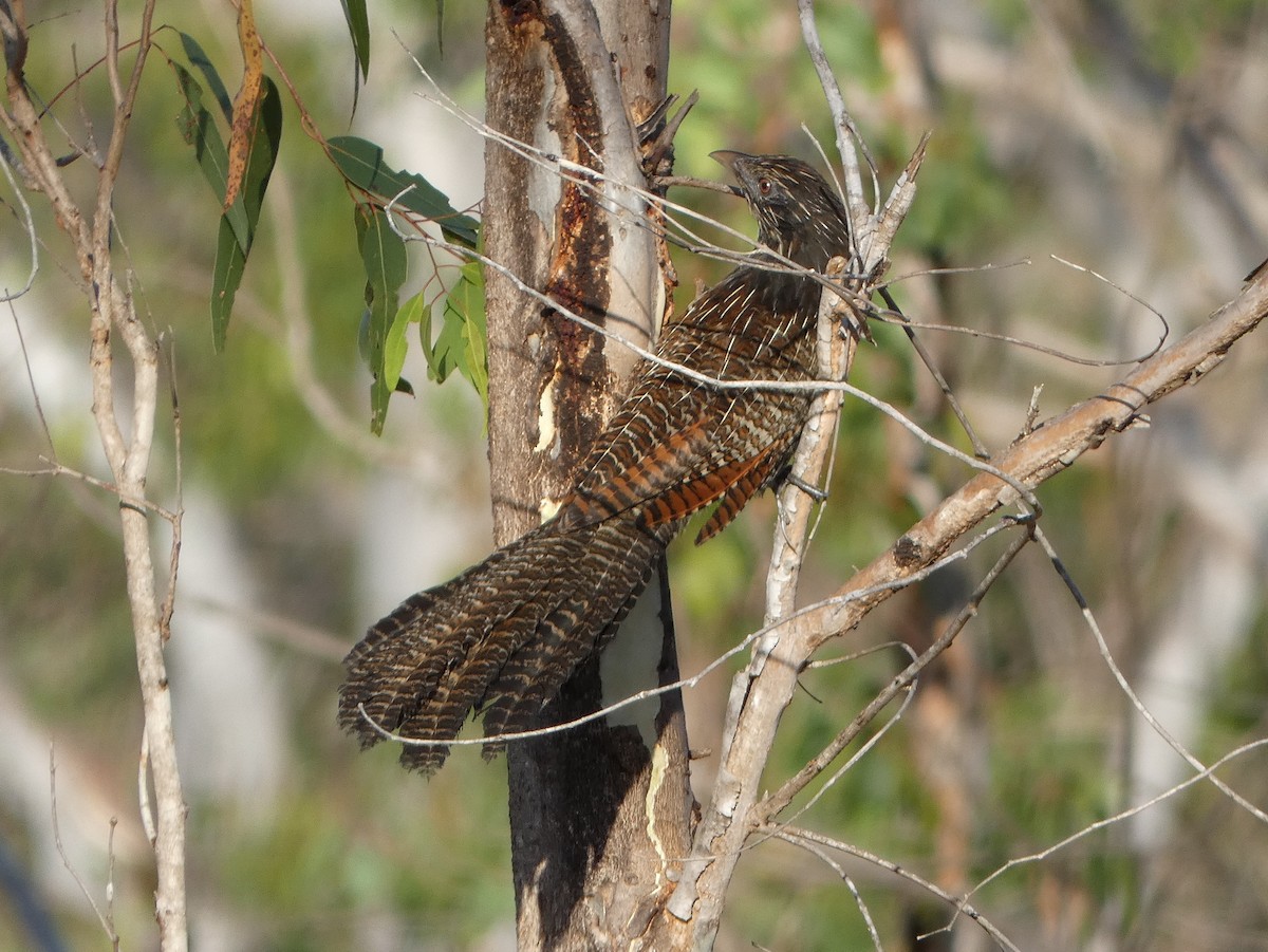 kukačka bažantí [skupina phasianinus] - ML394382051