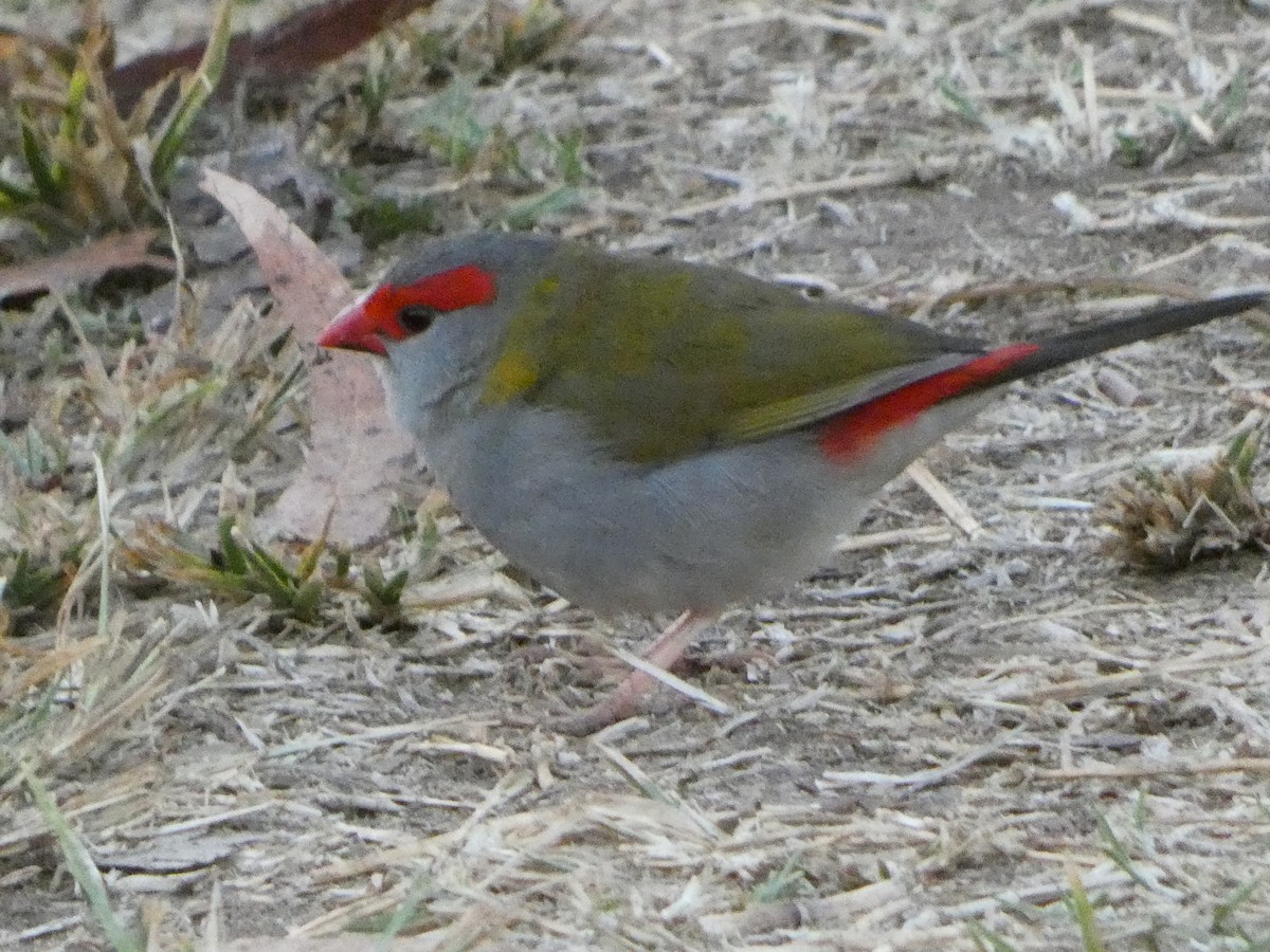 Red-browed Firetail - ML394382481