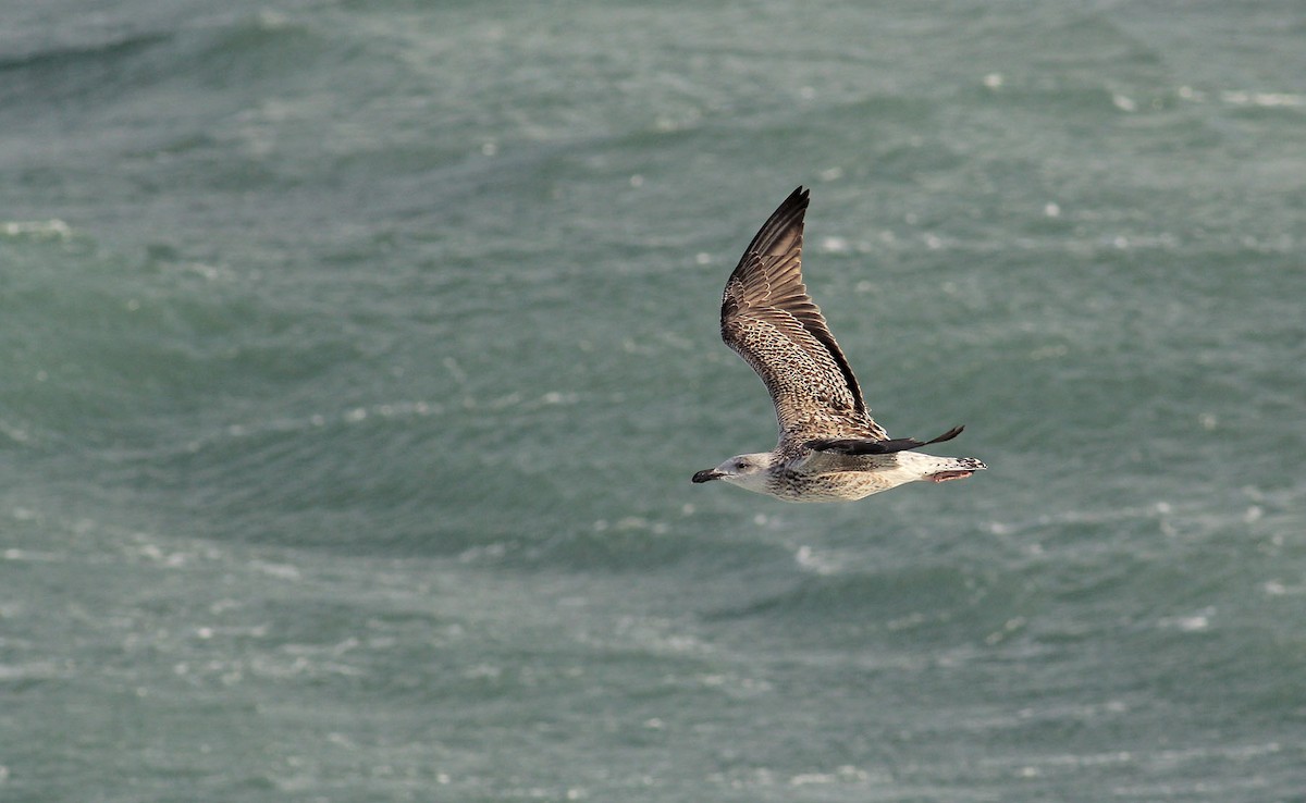 Great Black-backed Gull - ML394385781