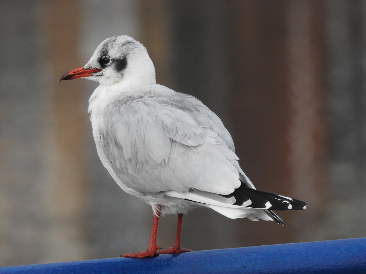 Mouette rieuse - ML394387291