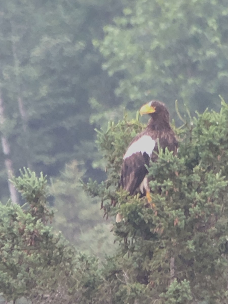 Steller's Sea-Eagle - ML394390031