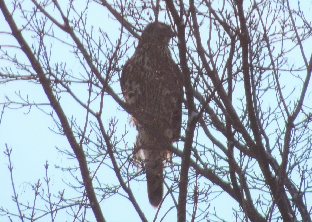 American Goshawk - ML394392981