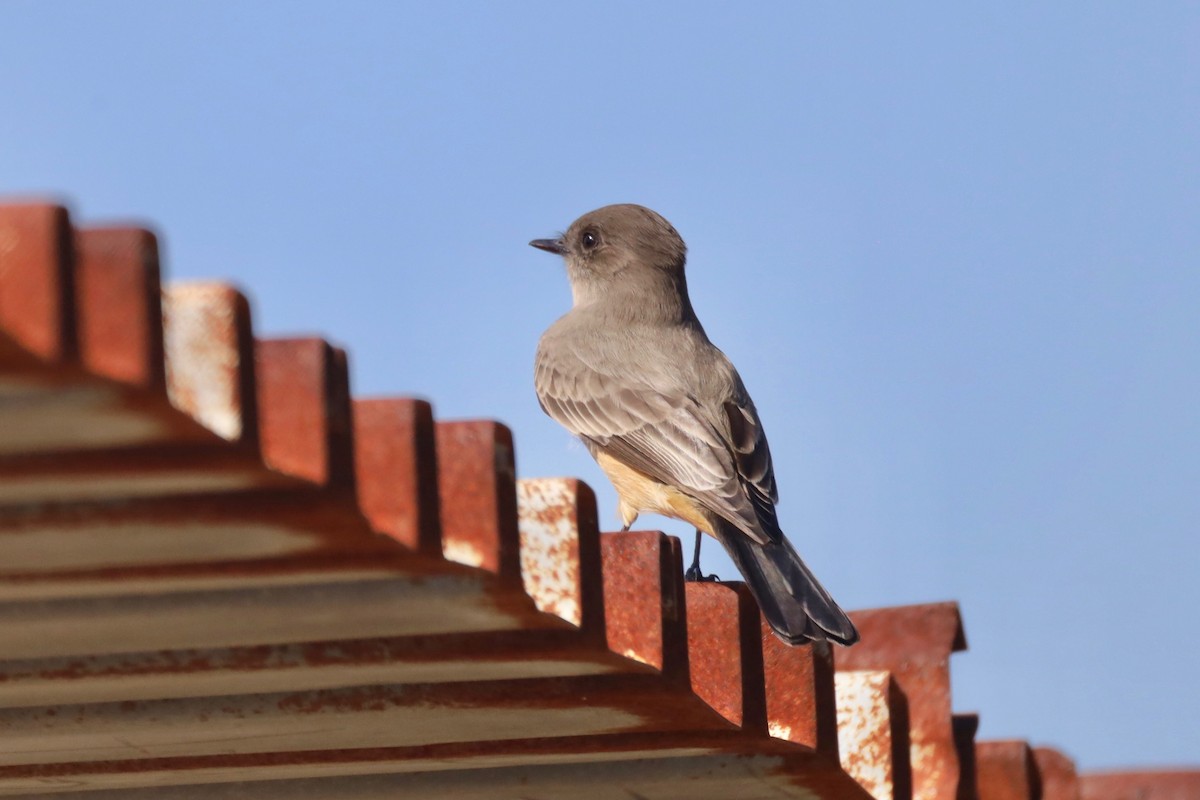 Say's Phoebe - ML394394101