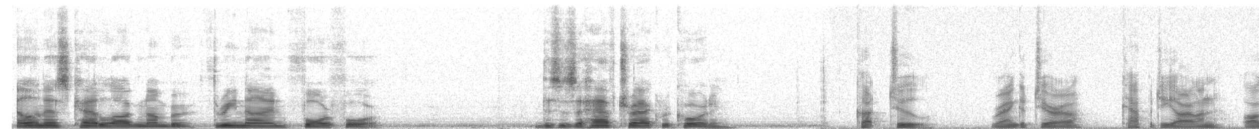 Carpophage de Nouvelle-Zélande - ML3944