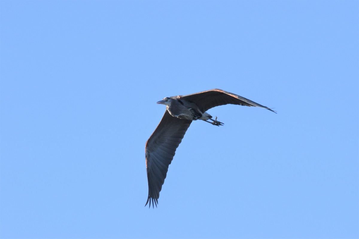 Great Blue Heron - ML394402781