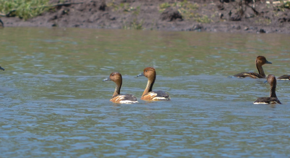 Dendrocygne fauve - ML394403651