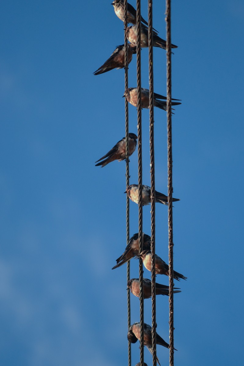 Barn Swallow - Euan Marshall