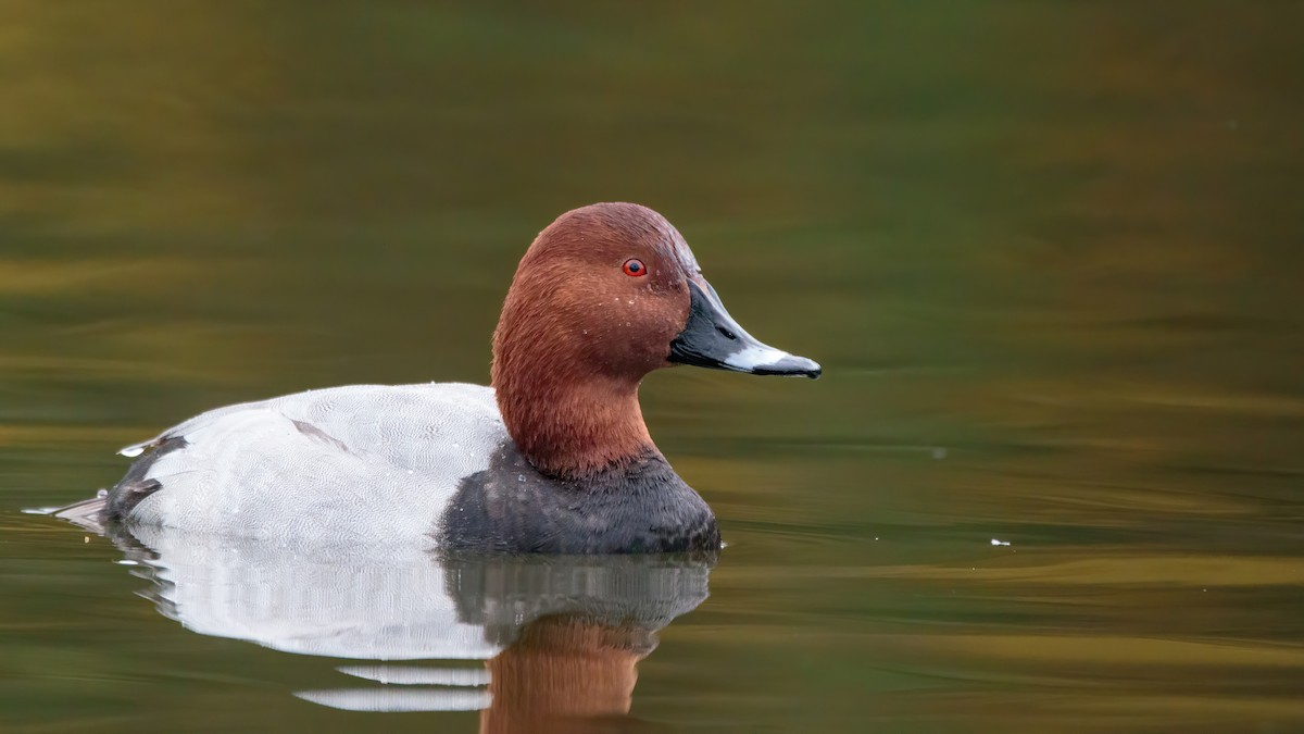 Common Pochard - ML394404211