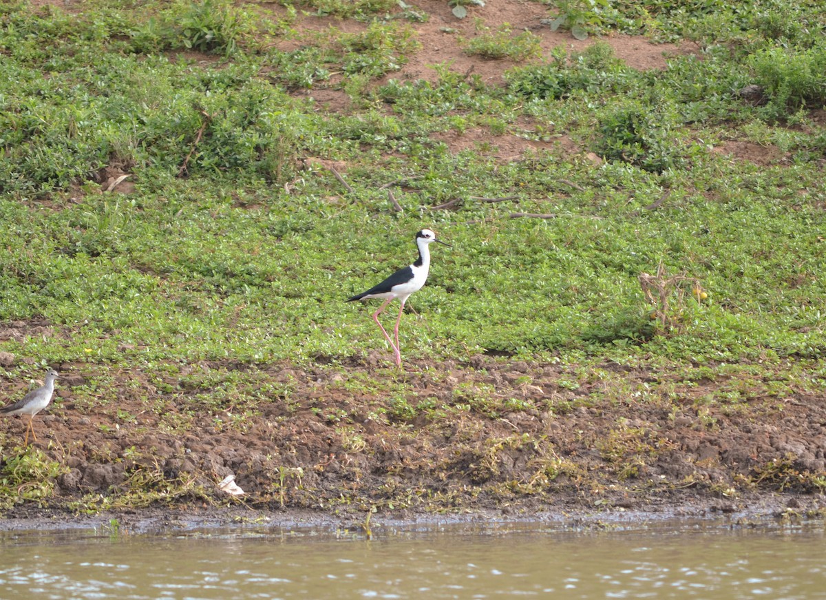 Black-necked Stilt (White-backed) - ML394404451