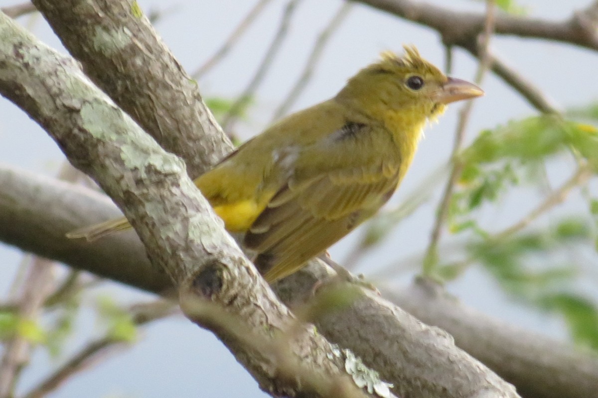 Summer Tanager - ML394408561