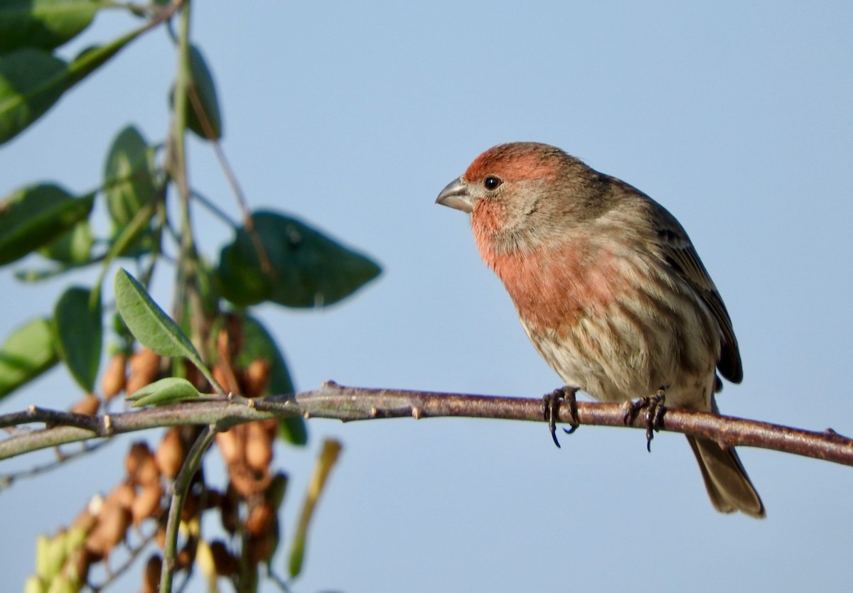 House Finch - ML394409291