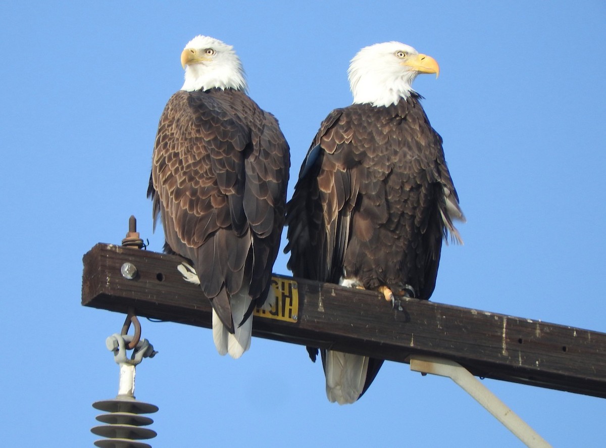 Bald Eagle - Kurt Wahl