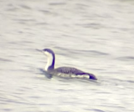 Red-throated Loon - Matt Blaze