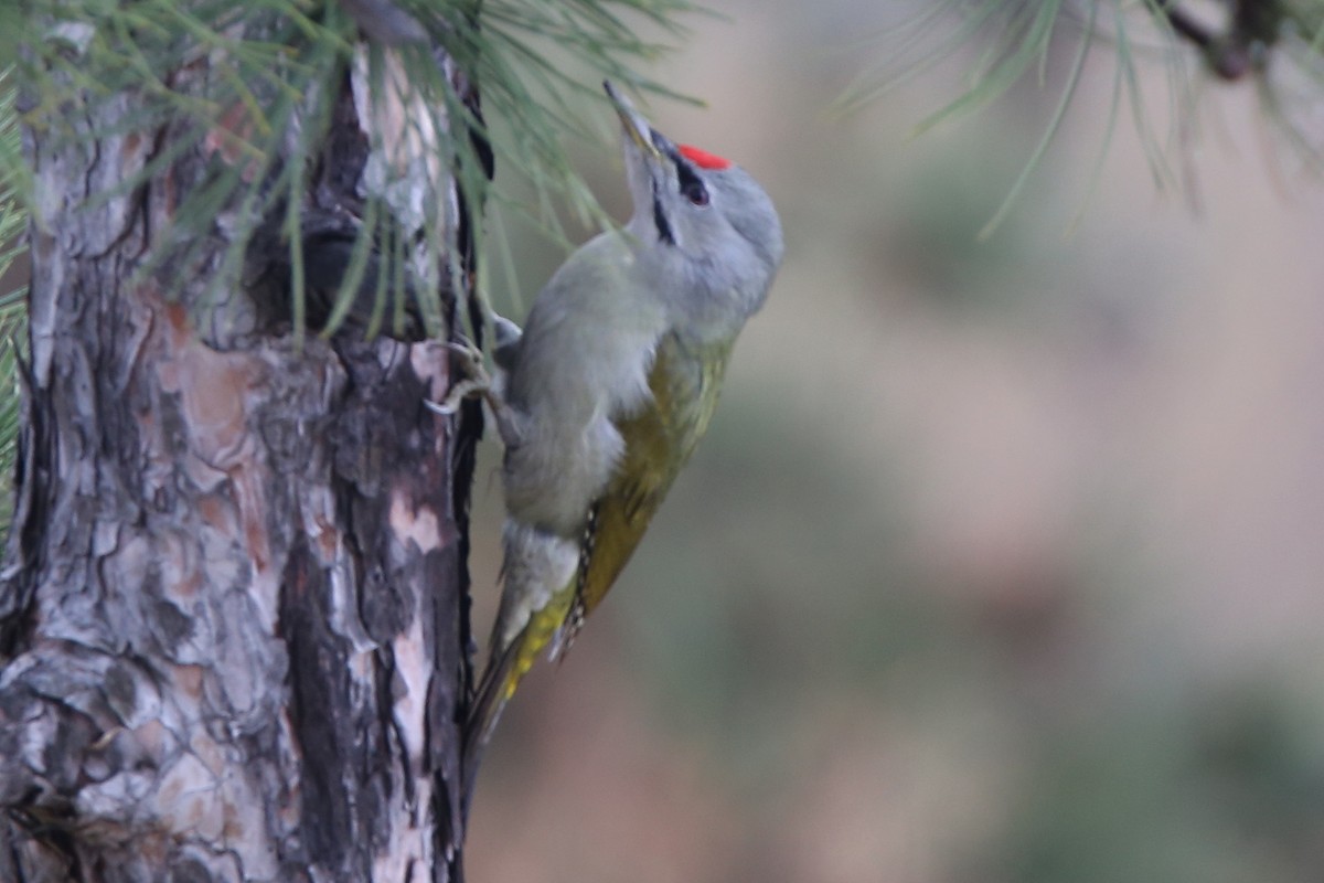 Gray-headed Woodpecker - ML394411981