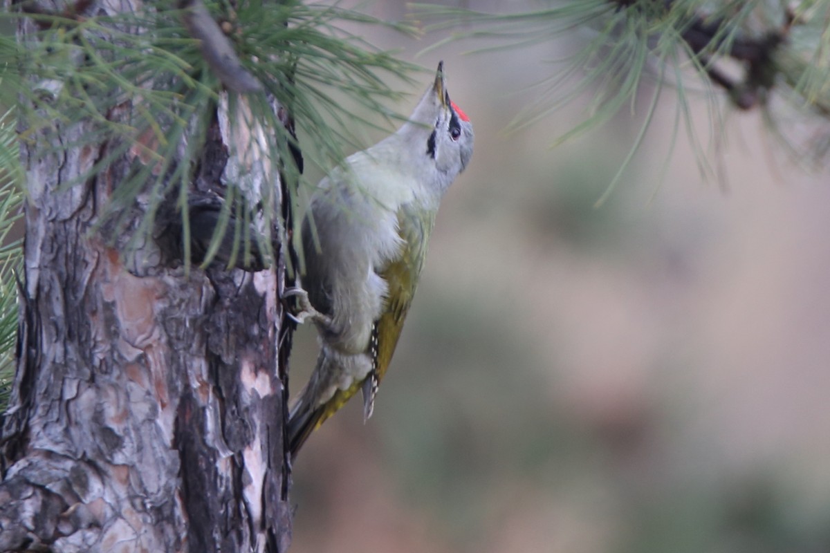 Gray-headed Woodpecker - ML394412021