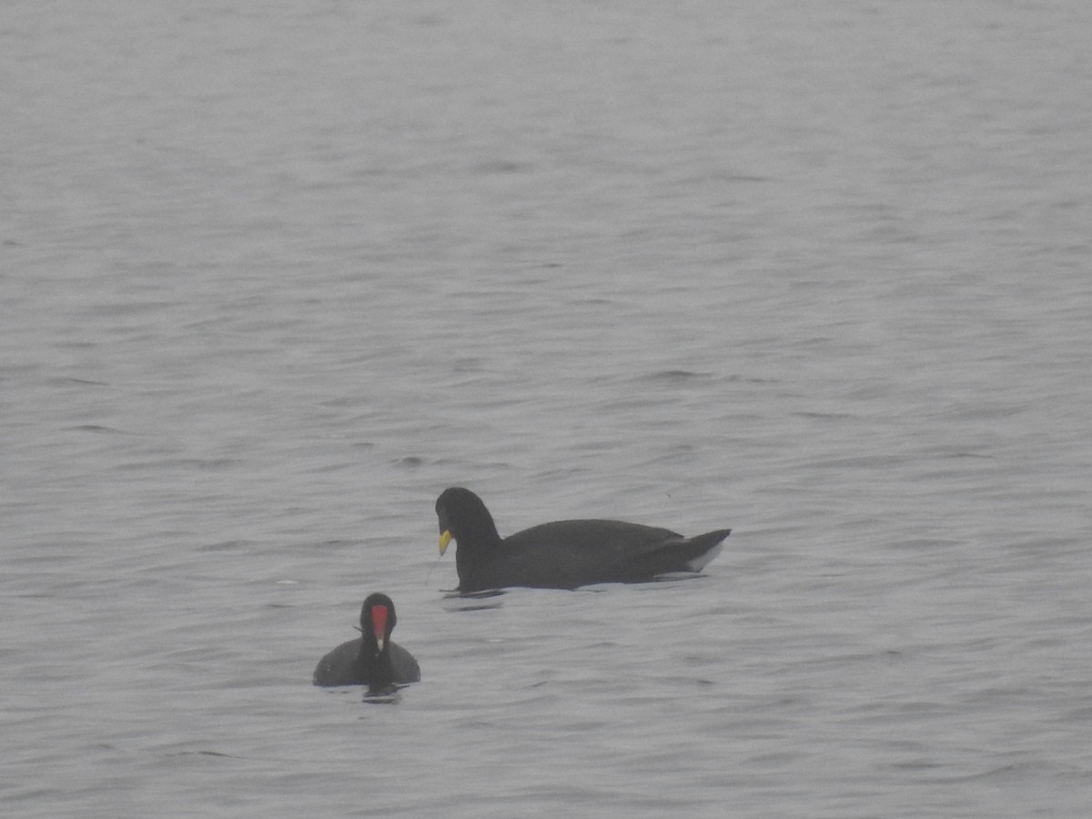 Red-fronted Coot - ML394413201
