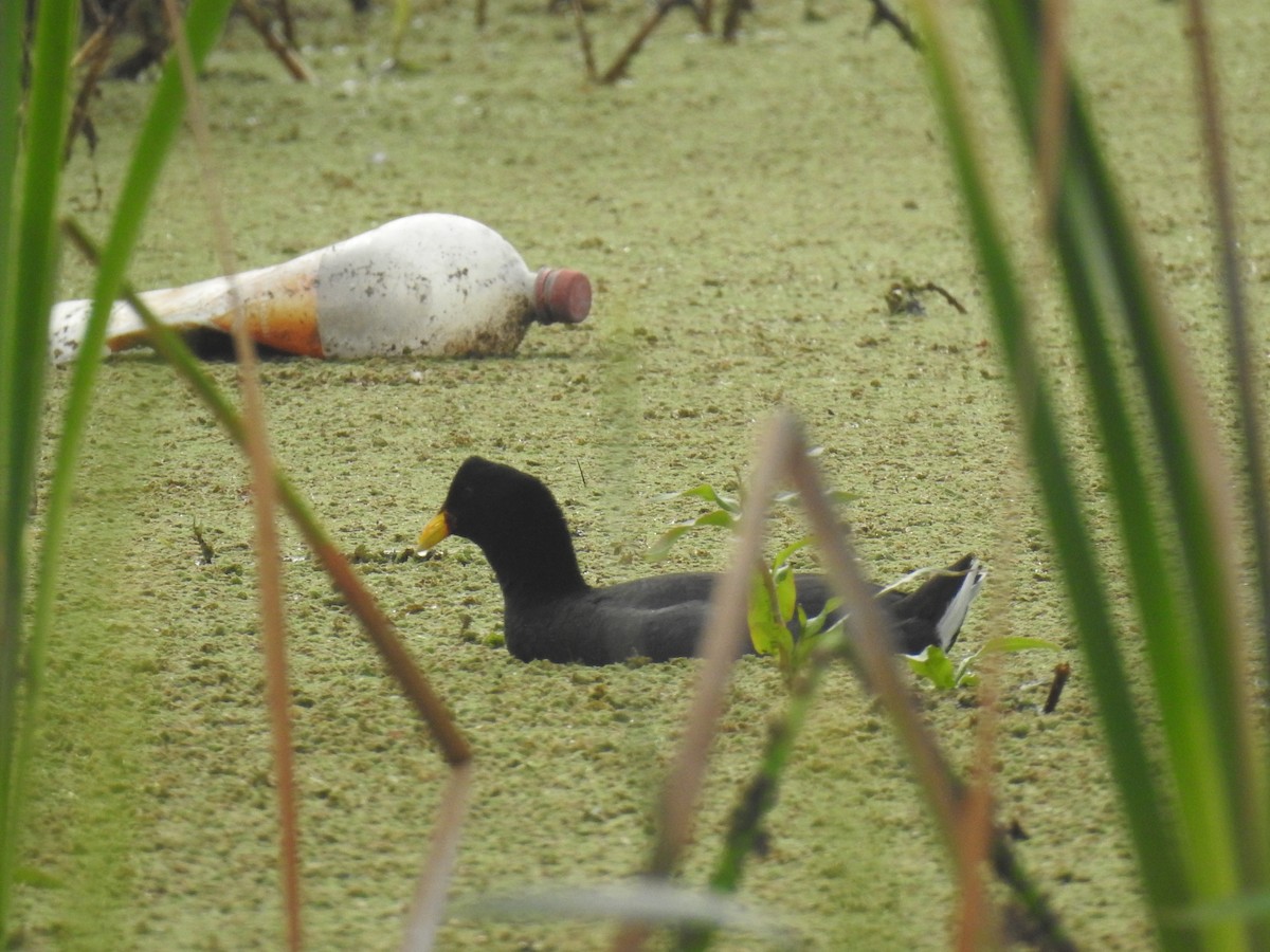 Red-fronted Coot - ML394413211