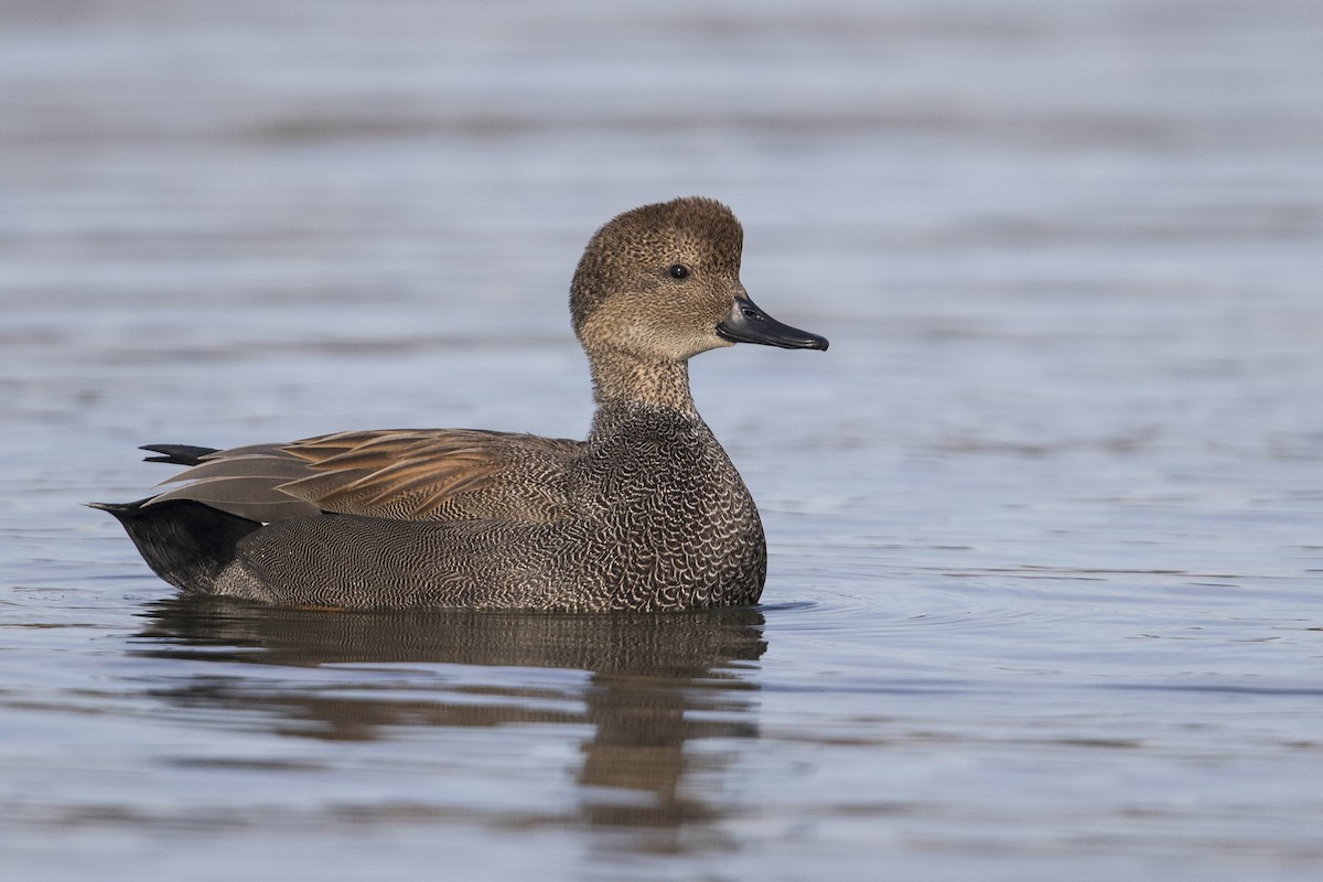 Gadwall - Michael Stubblefield