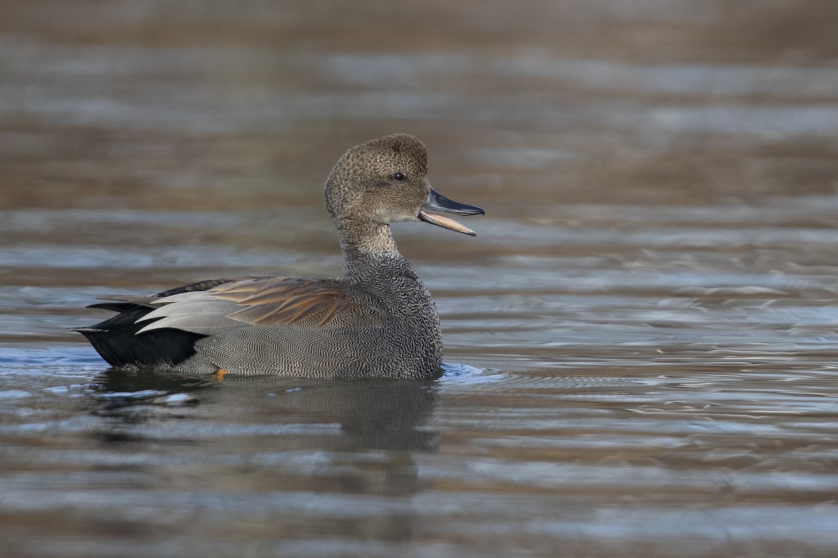 Gadwall - Michael Stubblefield