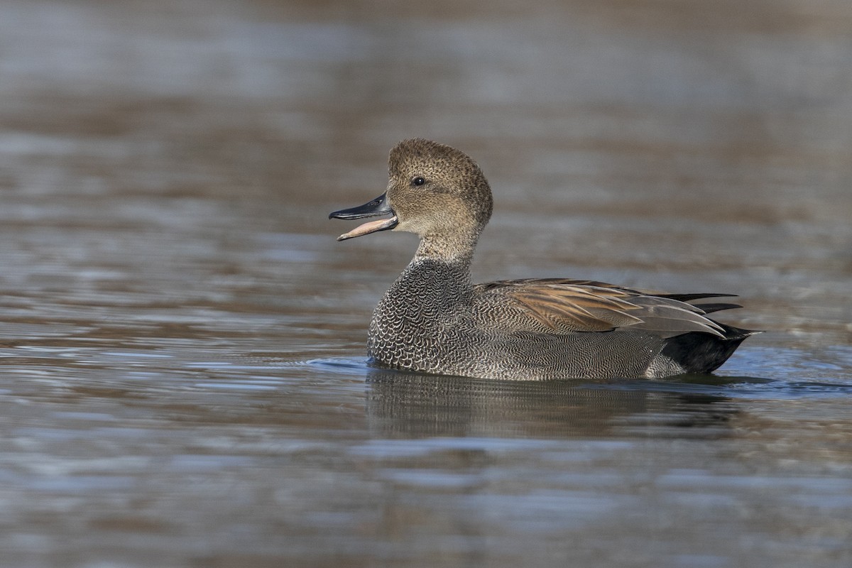 Gadwall - Michael Stubblefield