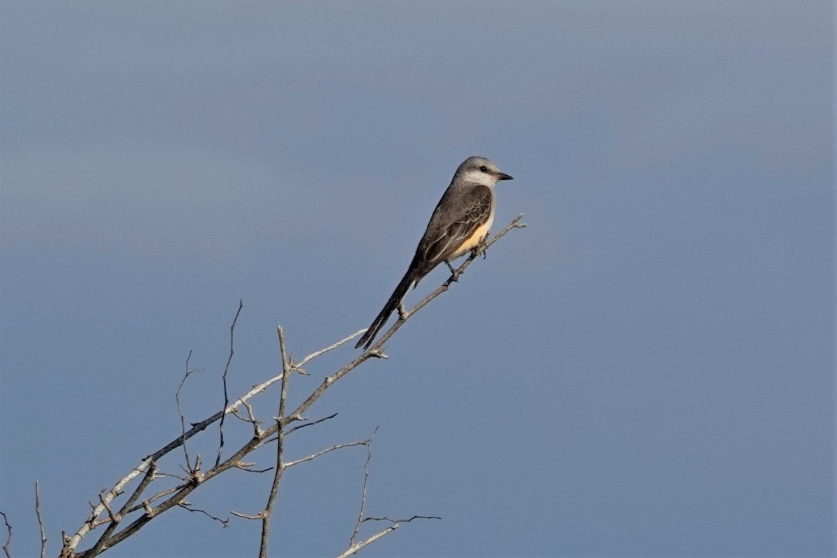 Scissor-tailed Flycatcher - ML394414691