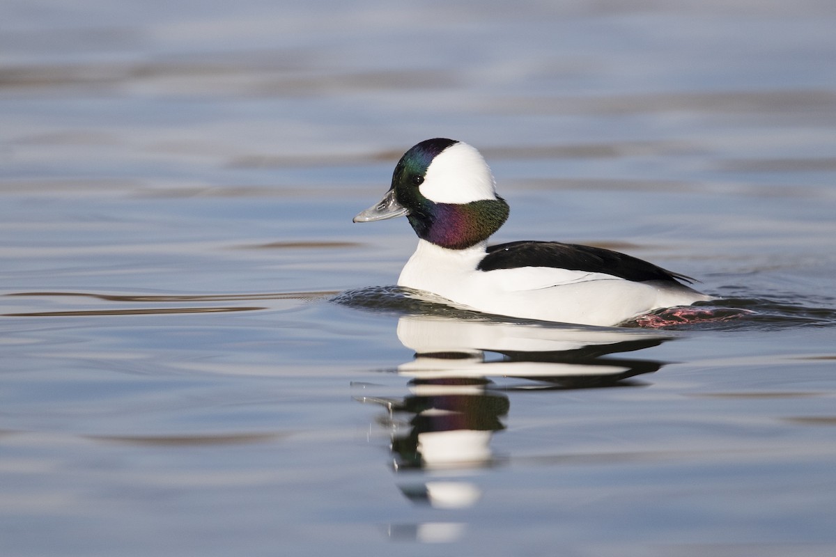 Bufflehead - ML394414731