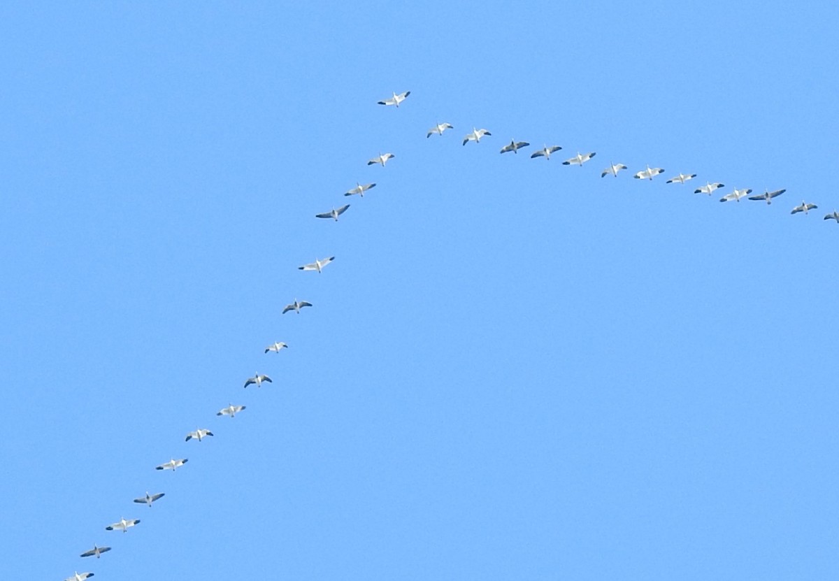 אווז קנדי - ML394416411