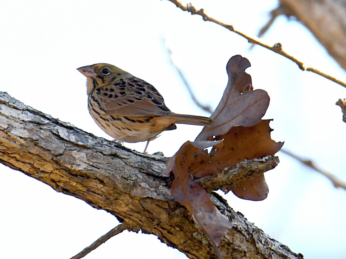 Henslow's Sparrow - ML394416671