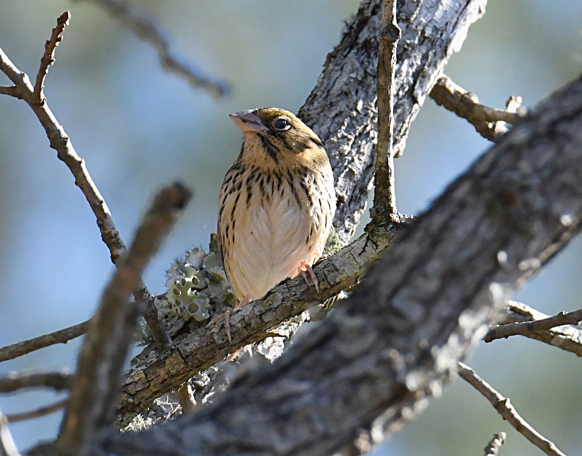 Henslow's Sparrow - ML394416691