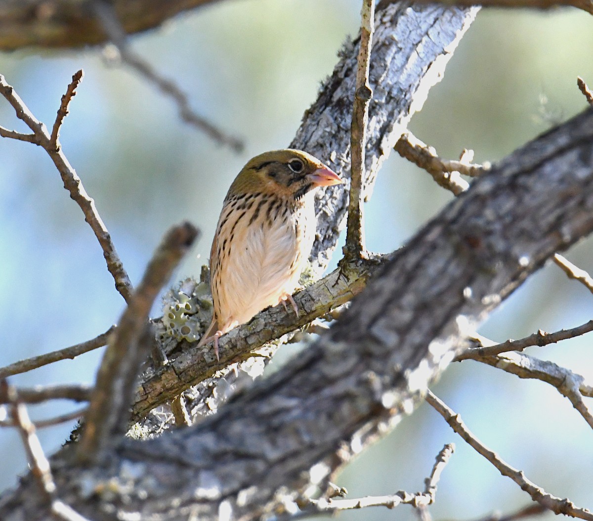 Henslow's Sparrow - ML394416711