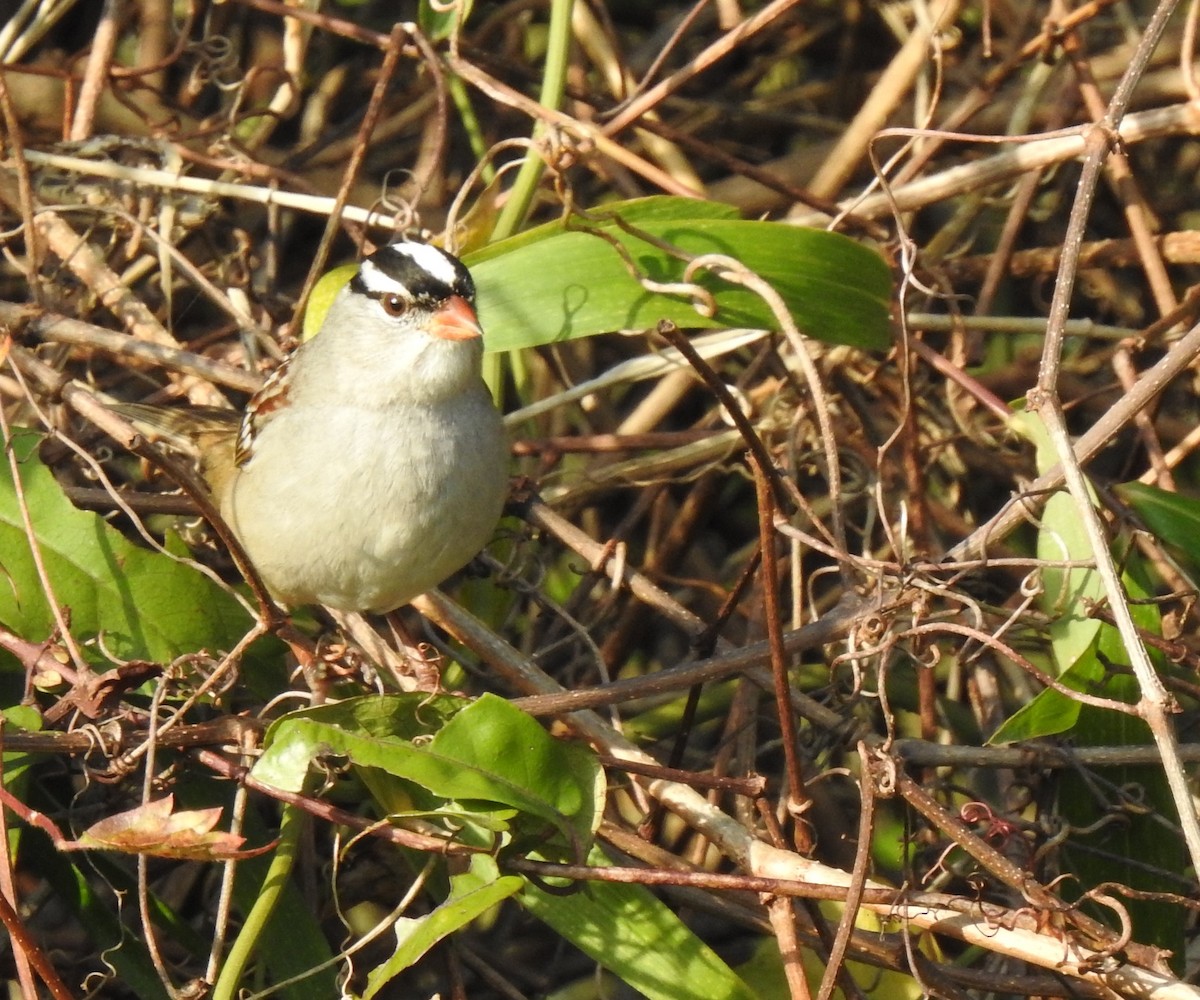 White-crowned Sparrow - ML394416831