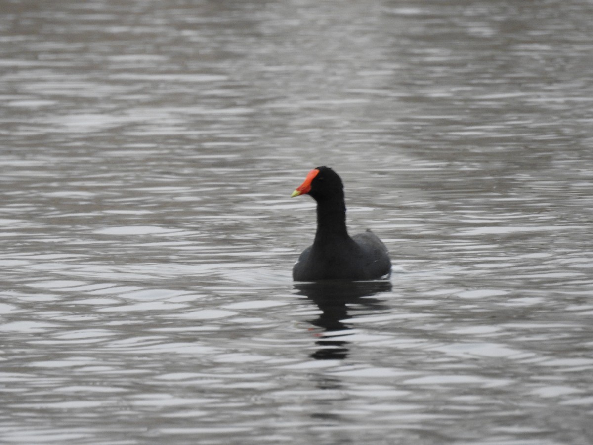 Gallinule d'Amérique - ML394416881