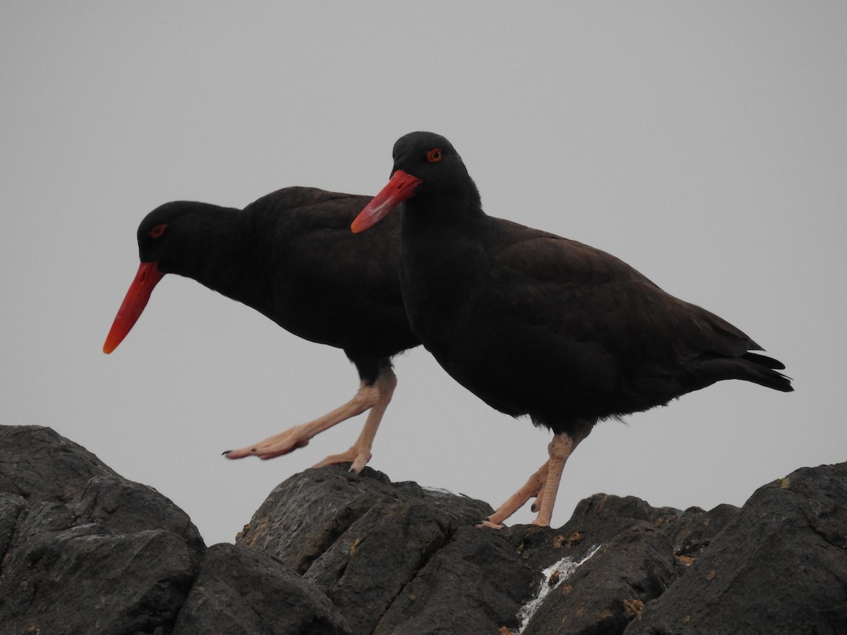 Blackish Oystercatcher - ML394416961