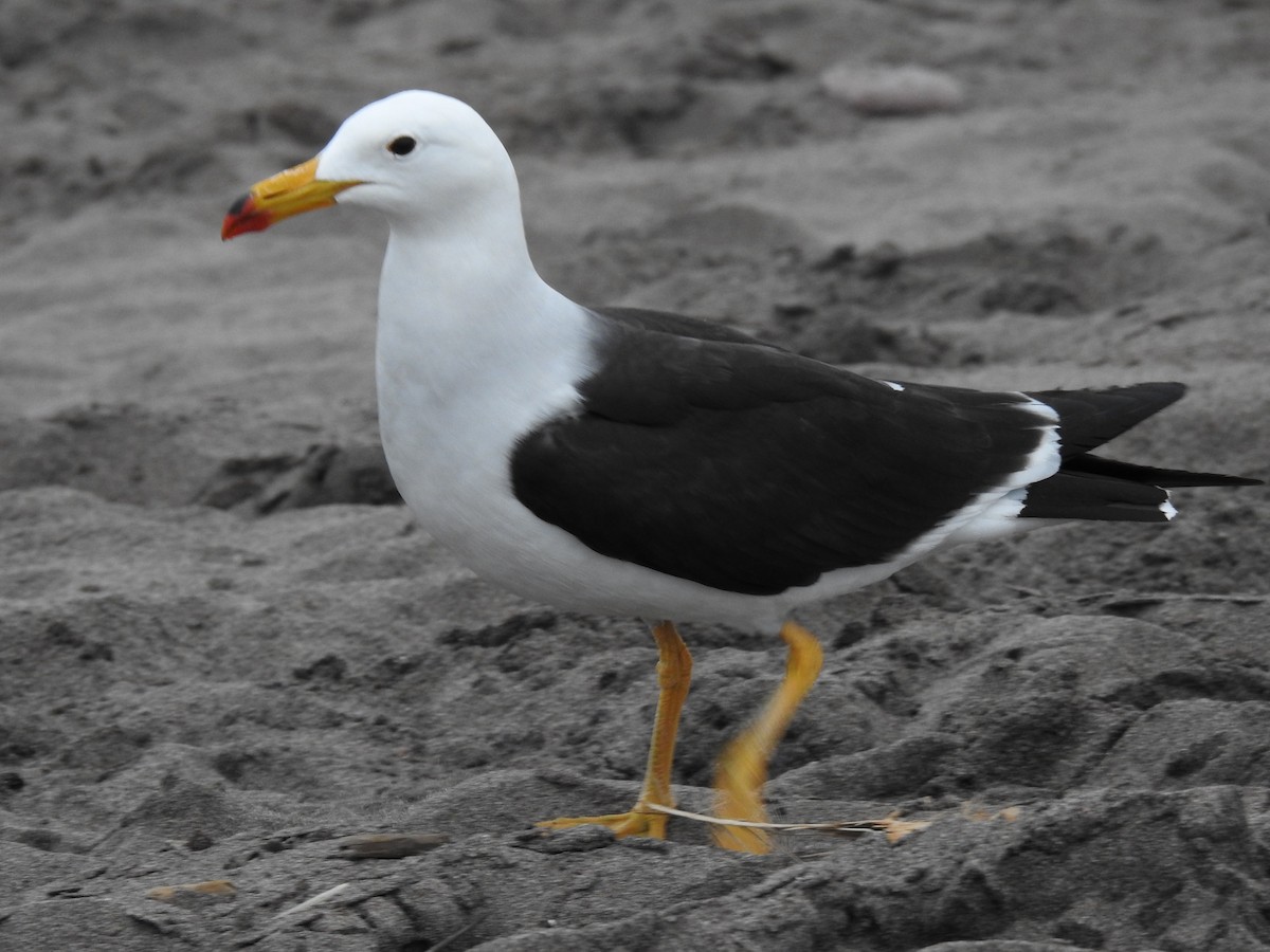 Belcher's Gull - ML394417051