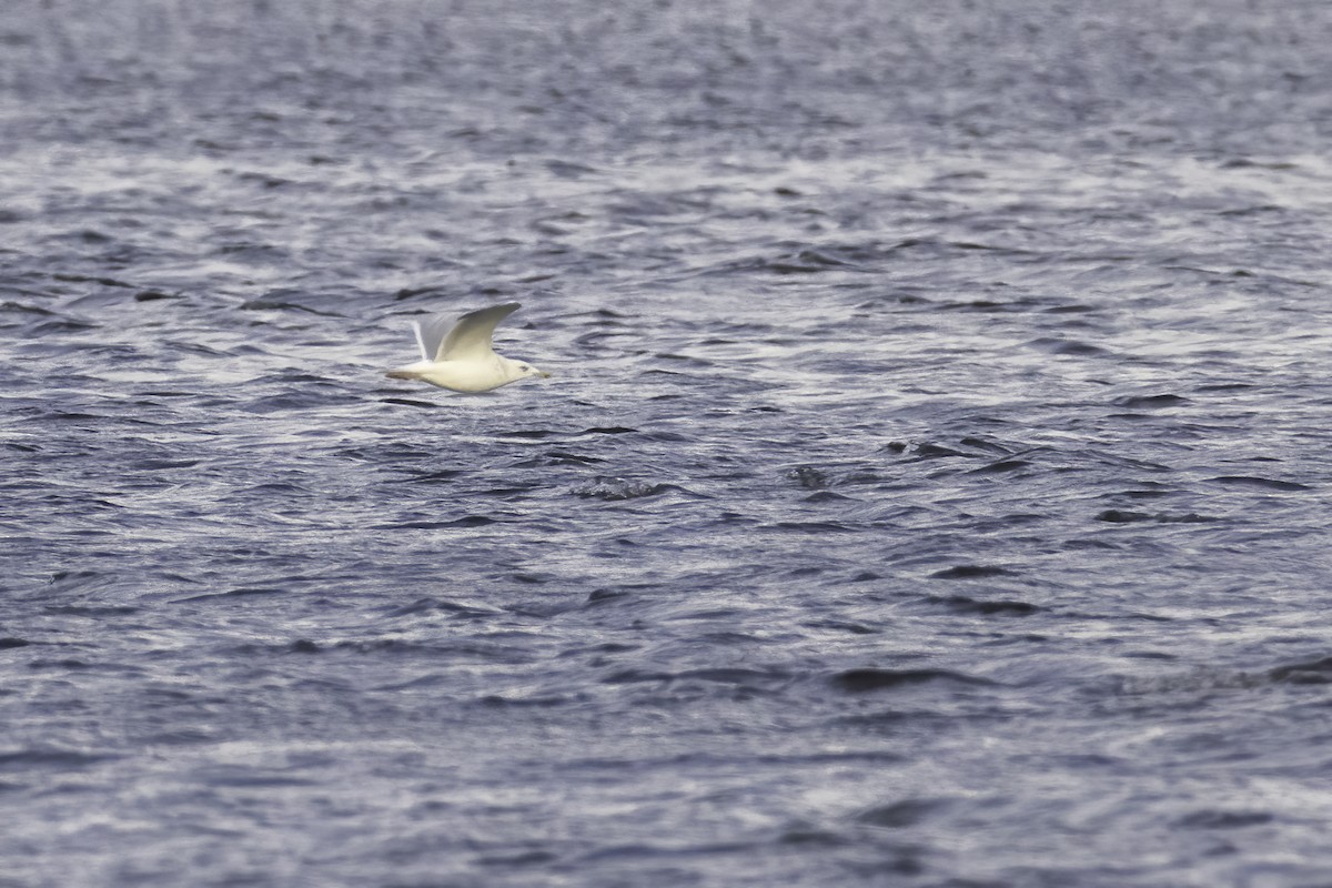 Gaviota Groenlandesa - ML394417471