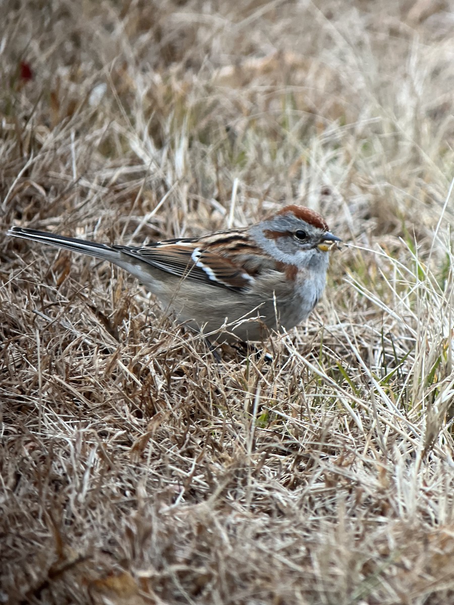 American Tree Sparrow - ML394418601