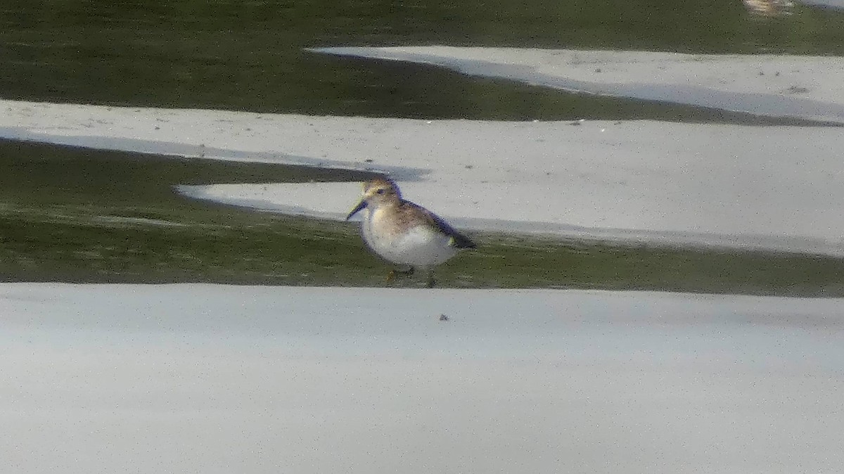 Least Sandpiper - Ben Costamagna