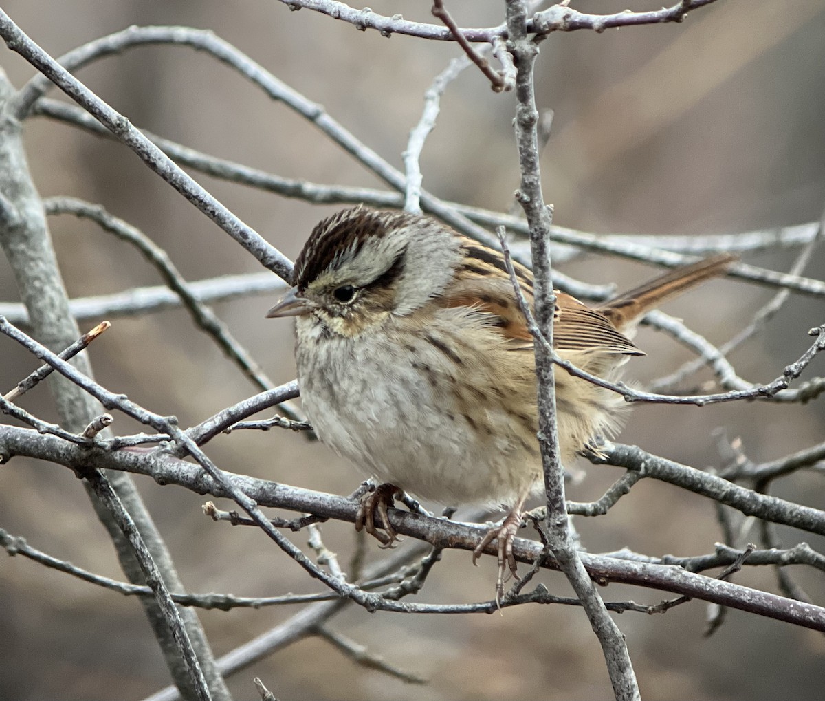 Swamp Sparrow - Rick Heil